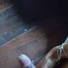 ควยเป็นไงบ้าง